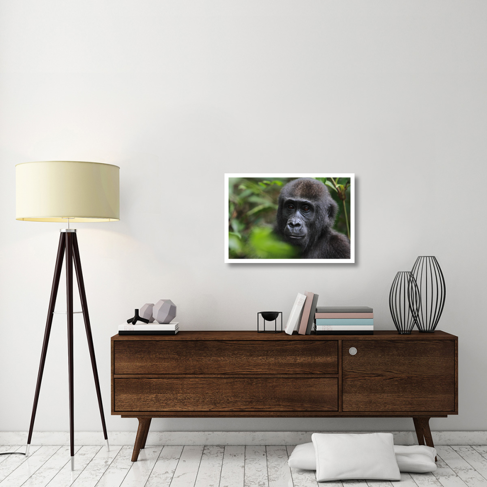 Orphan Gorilla, Gabon-Paper Art-32&quotx22"