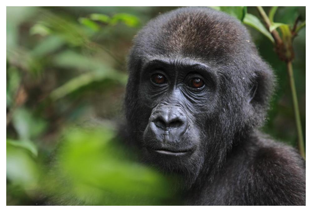 Orphan Gorilla, Gabon-Paper Art-50"x34"