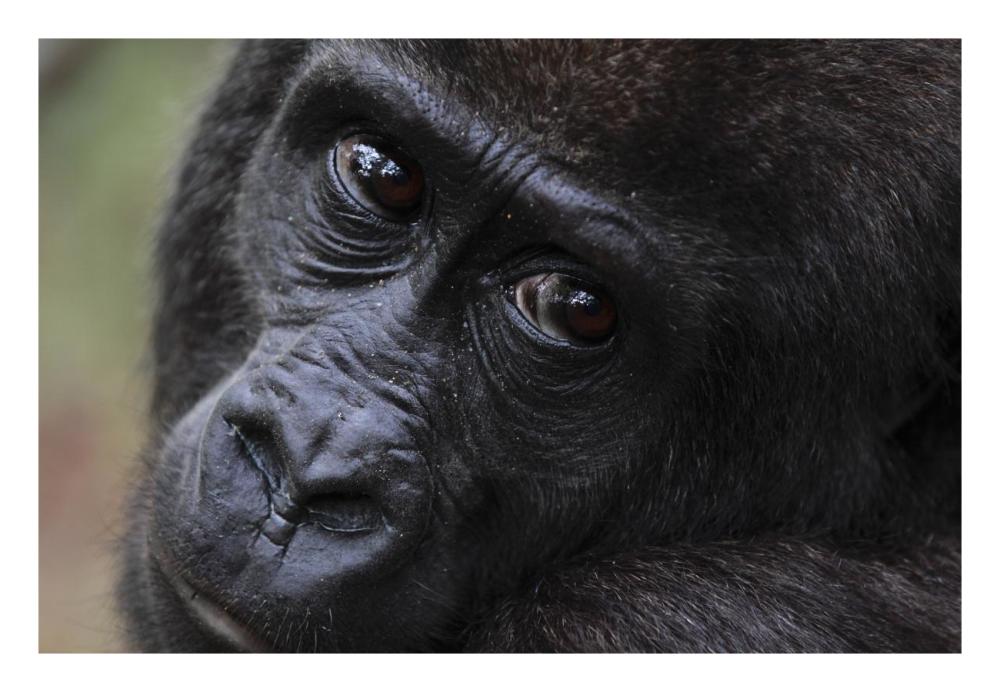 Orphan Gorilla, Gabon-Paper Art-26"x18"