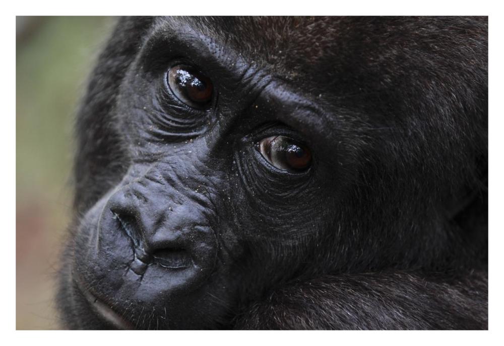 Orphan Gorilla, Gabon-Paper Art-32"x22"