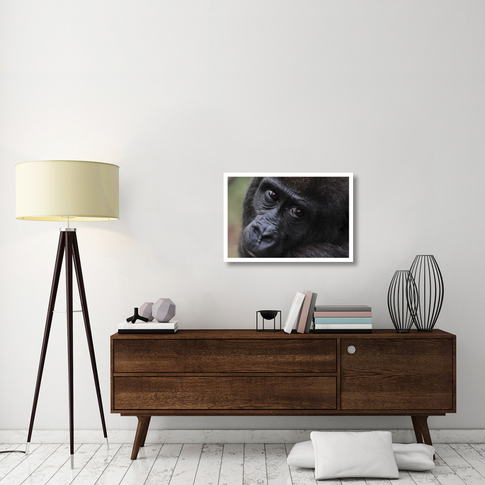 Orphan Gorilla, Gabon-Paper Art-32&quotx22"