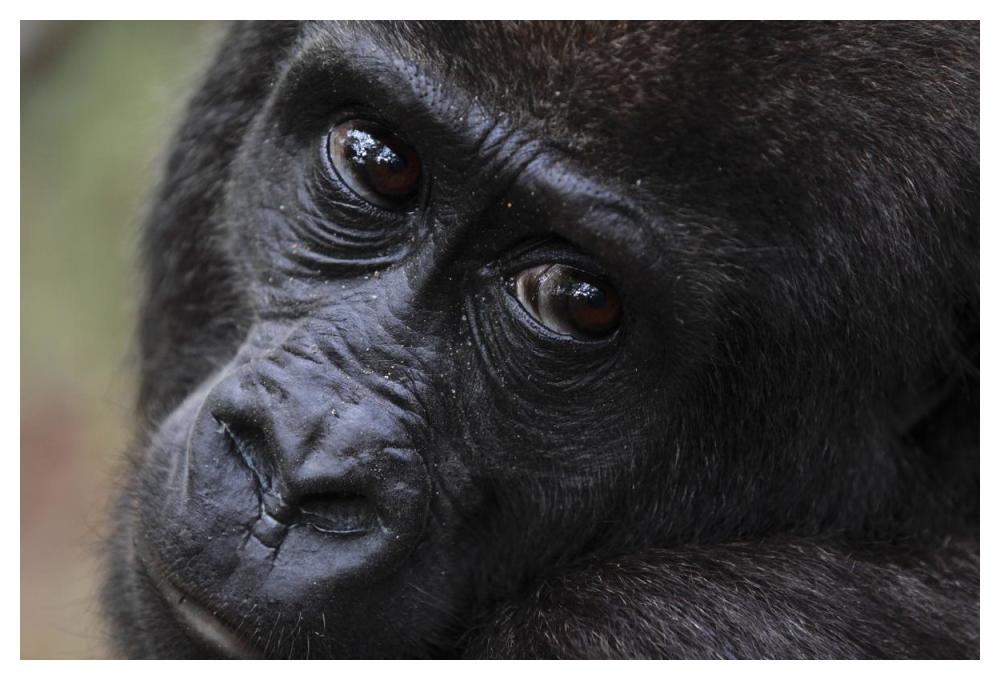 Orphan Gorilla, Gabon-Paper Art-50"x34"