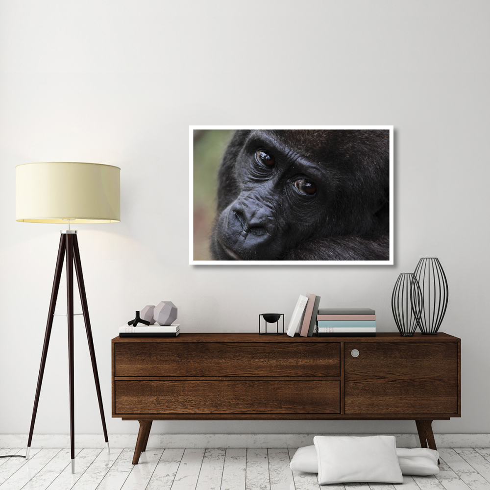 Orphan Gorilla, Gabon-Paper Art-50&quotx34"