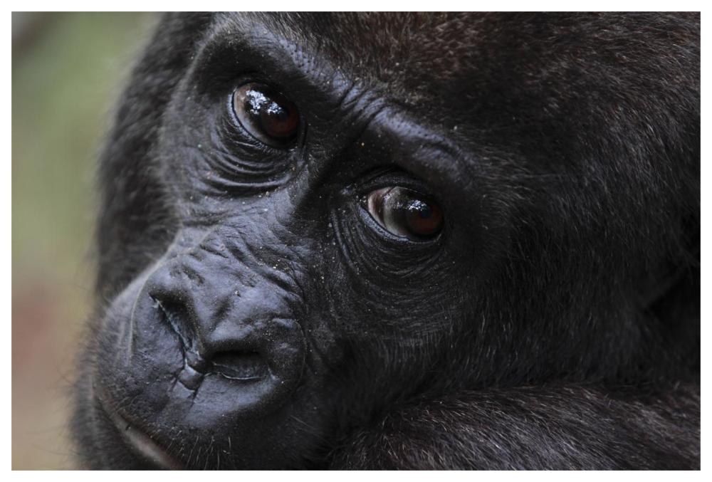 Orphan Gorilla, Gabon-Paper Art-62"x42"