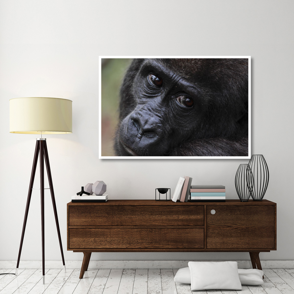 Orphan Gorilla, Gabon-Paper Art-62&quotx42"