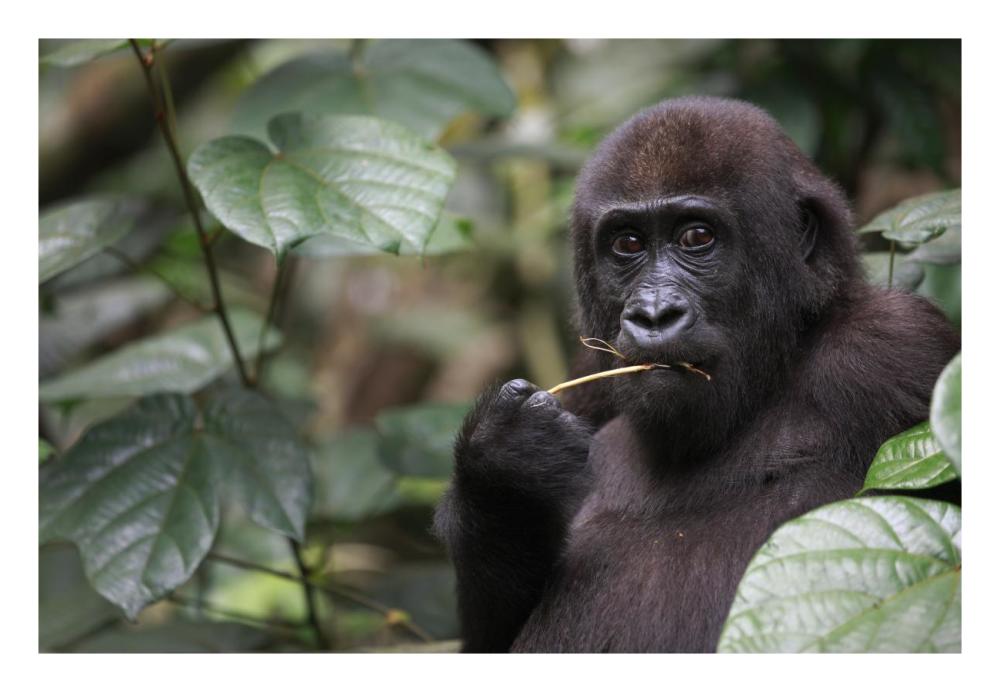 Gorilla Feeding-Paper Art-26"x18"
