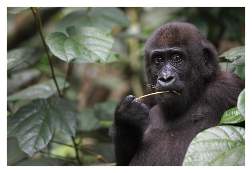 Gorilla Feeding-Paper Art-38"x26"