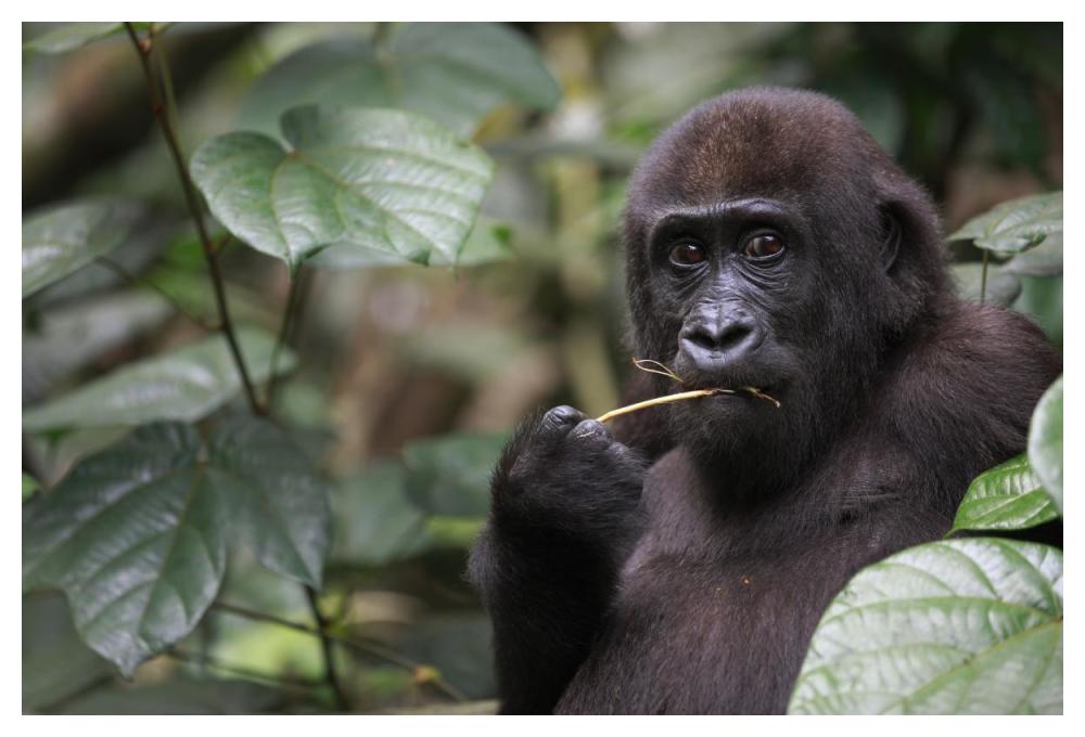 Gorilla Feeding-Paper Art-50"x34"