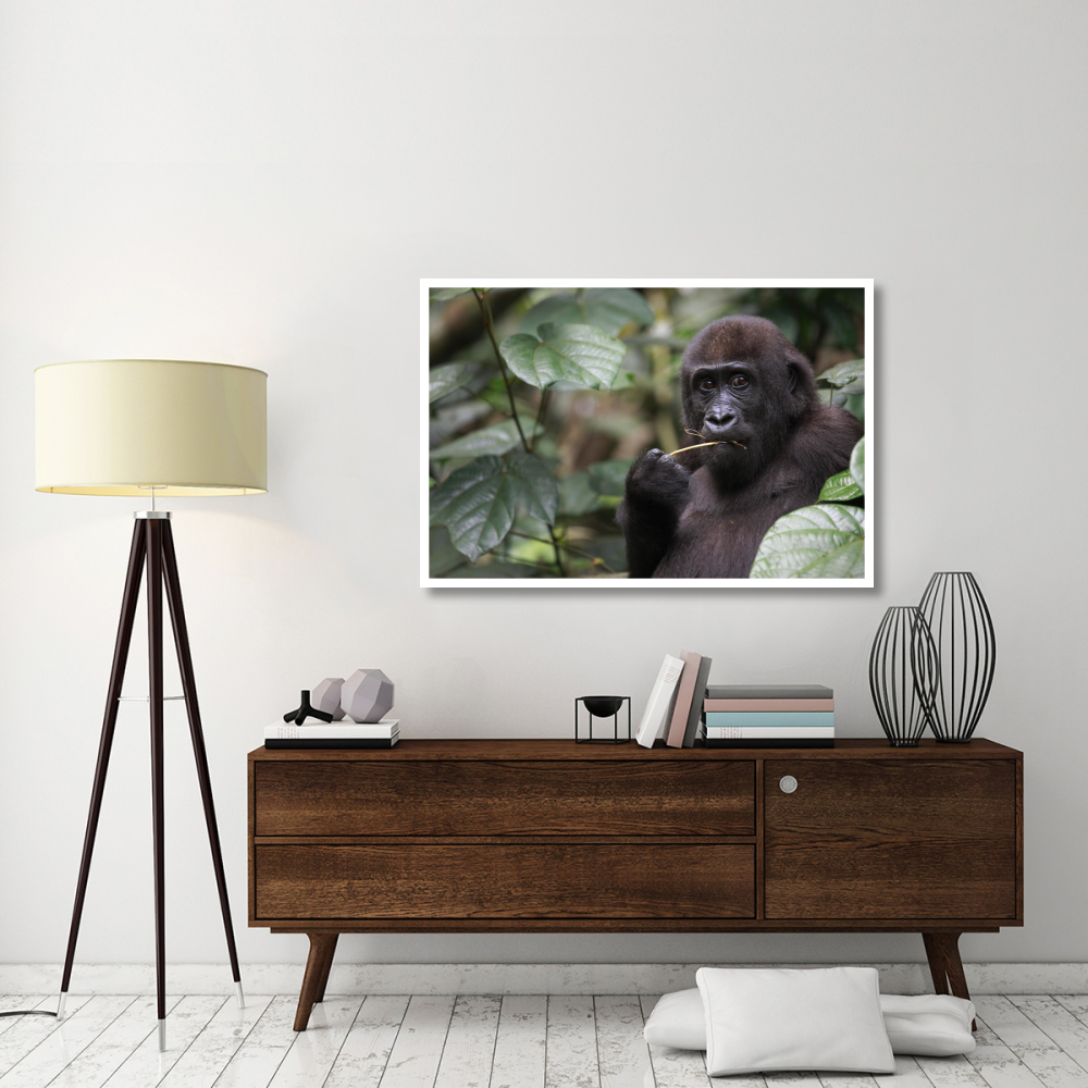 Gorilla Feeding-Paper Art-50&quotx34"