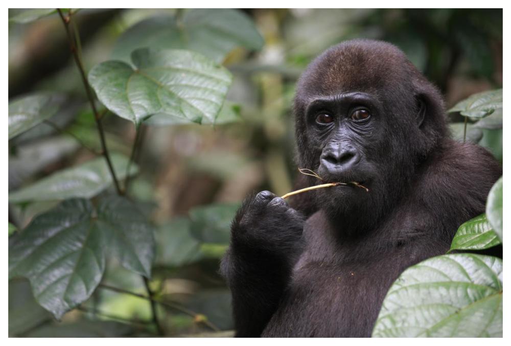 Gorilla Feeding-Paper Art-62"x42"