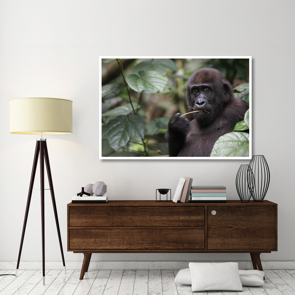Gorilla Feeding-Paper Art-62&quotx42"