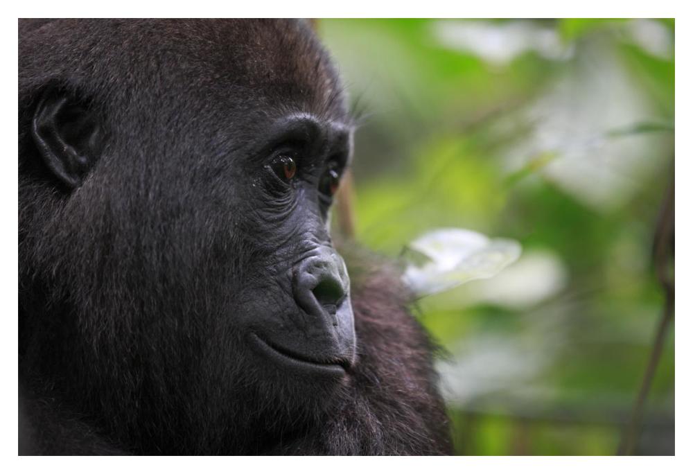 Orphan Gorilla, Gabon-Paper Art-20"x14"