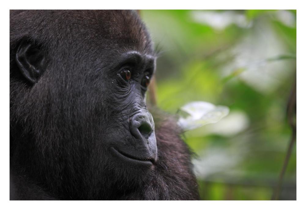 Orphan Gorilla, Gabon-Paper Art-32"x22"