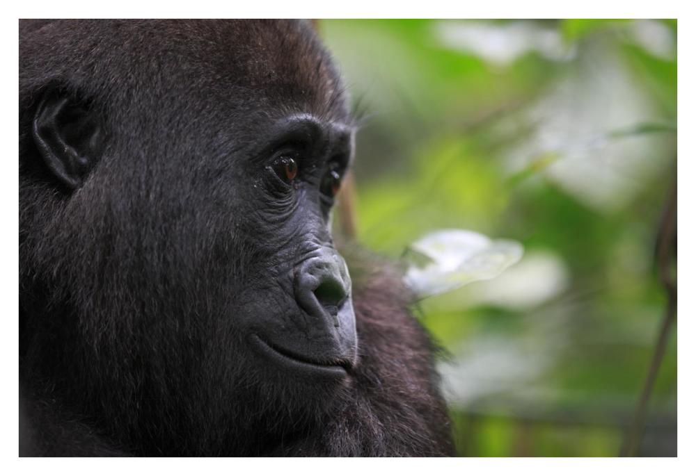Orphan Gorilla, Gabon-Paper Art-38"x26"
