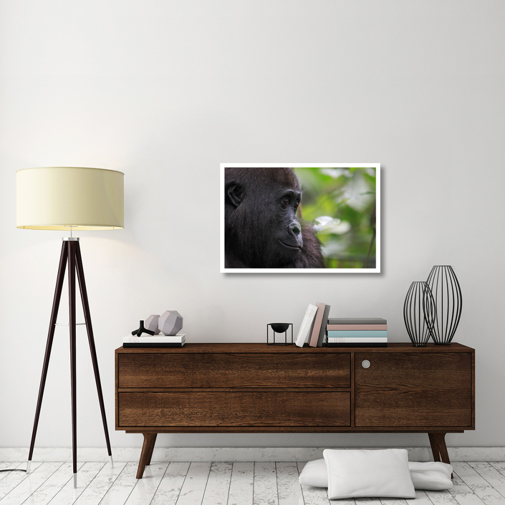 Orphan Gorilla, Gabon-Paper Art-38&quotx26"