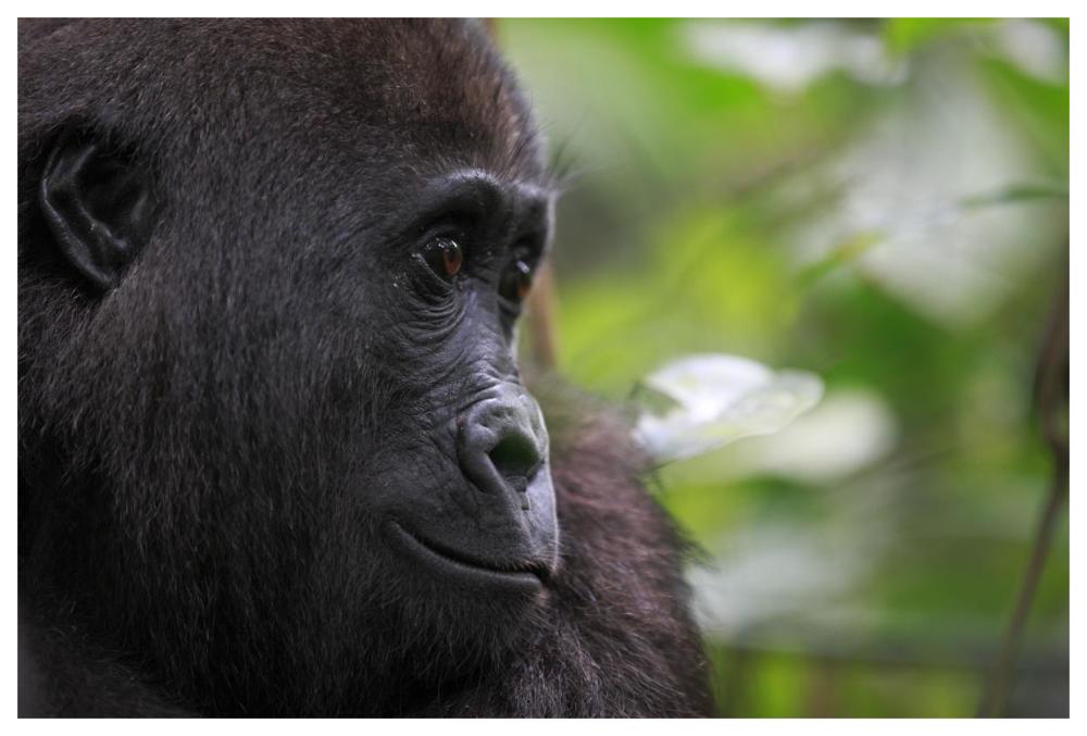 Orphan Gorilla, Gabon-Paper Art-62"x42"