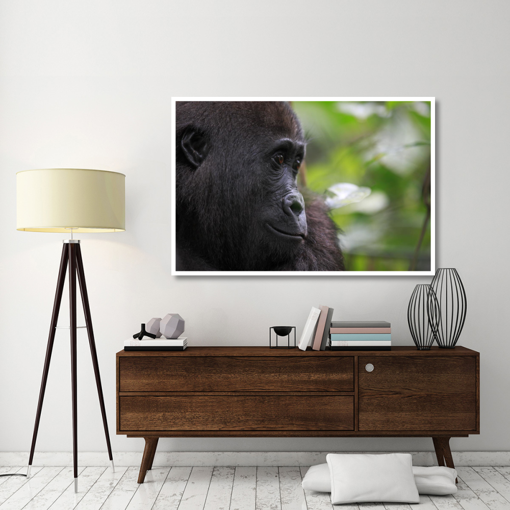 Orphan Gorilla, Gabon-Paper Art-62&quotx42"