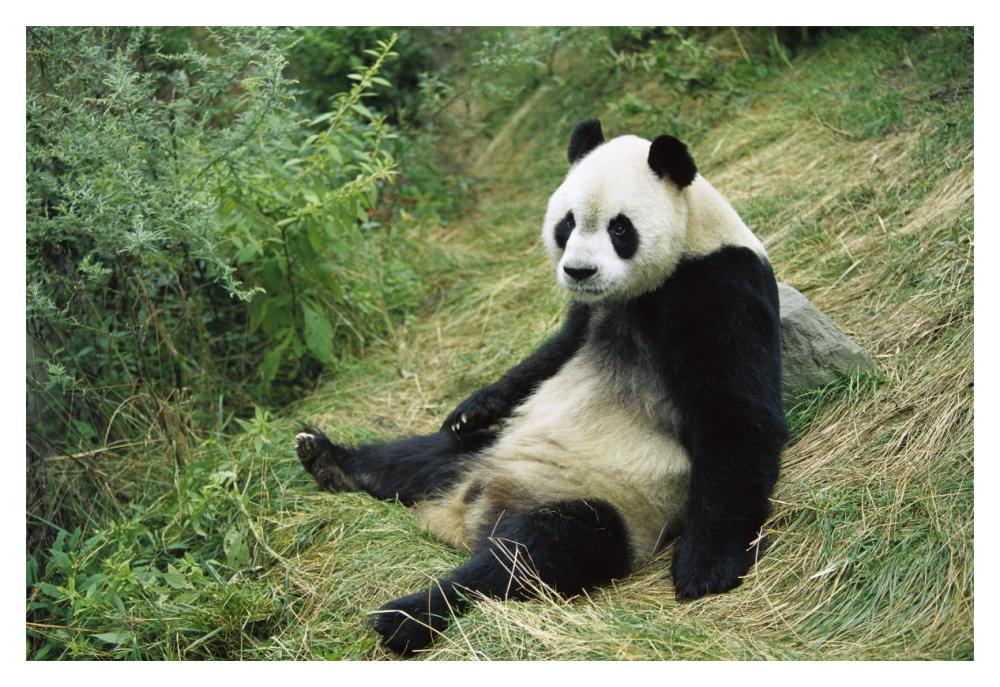 Giant Panda, Woolong-Paper Art-20"x14"