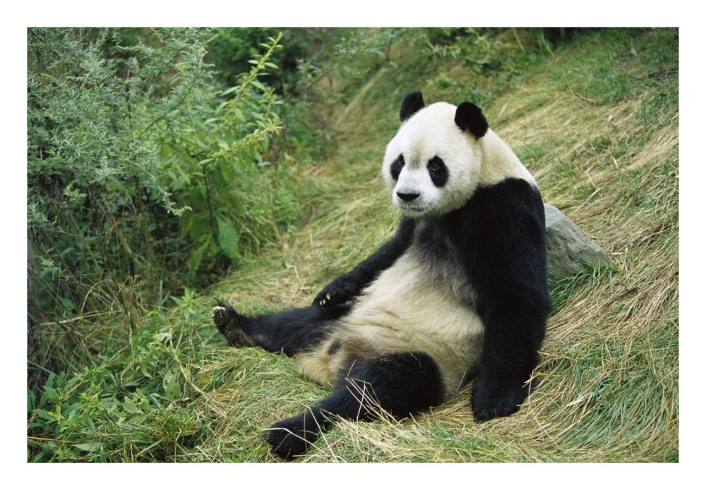 Giant Panda, Woolong-Paper Art-26"x18"