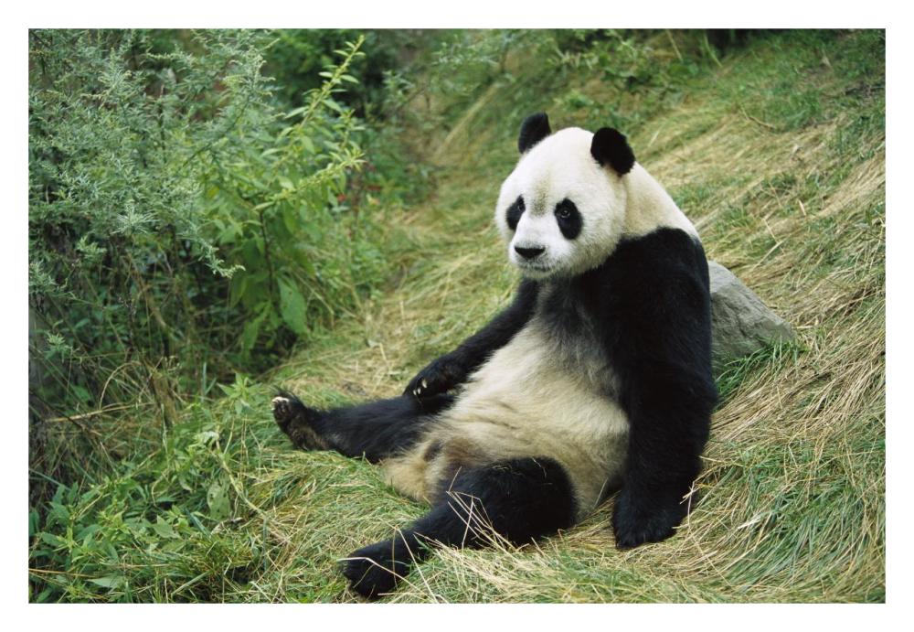 Giant Panda, Woolong-Paper Art-32"x22"