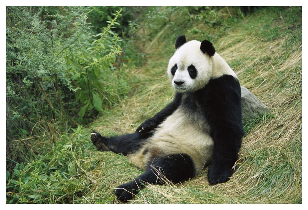 Giant Panda, Woolong-Paper Art-50"x34"