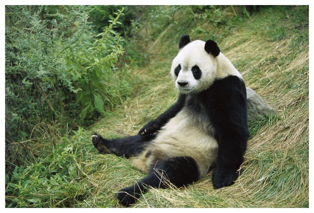 Giant Panda, Woolong-Paper Art-62"x42"