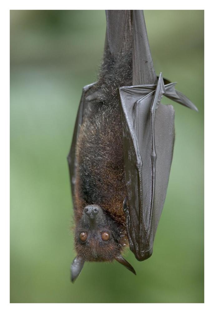 Flying Fox-Paper Art-22"x32"