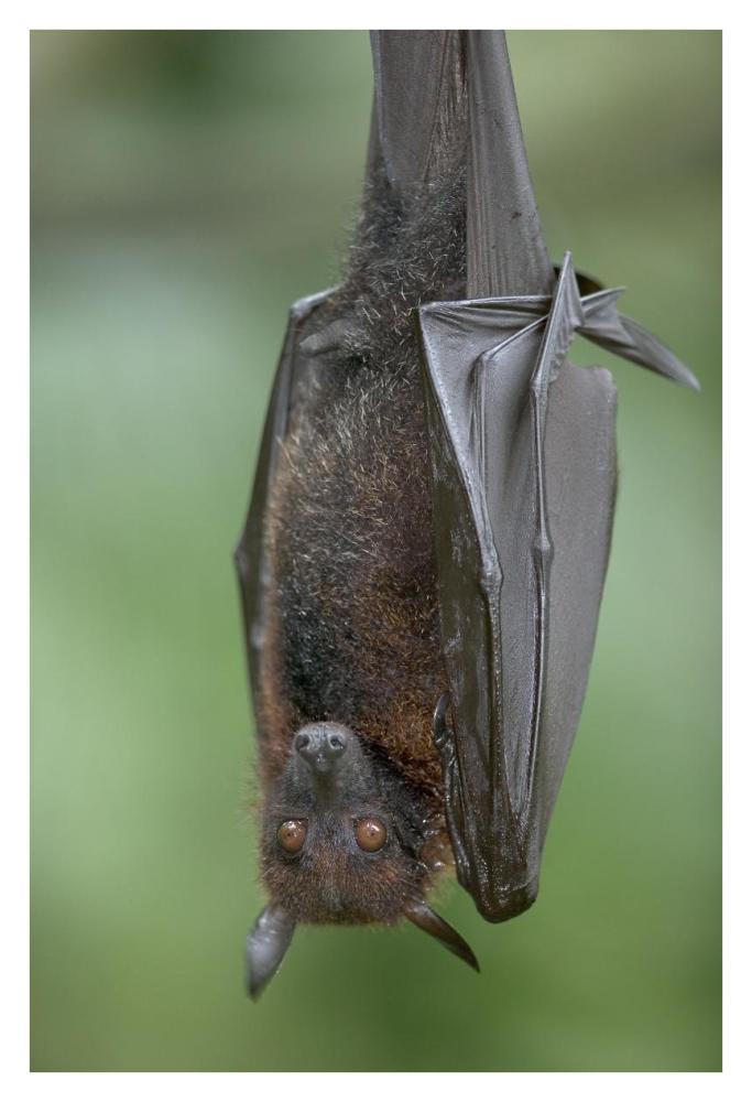 Flying Fox-Paper Art-26"x38"