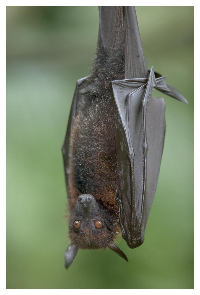 Flying Fox-Paper Art-34"x50"