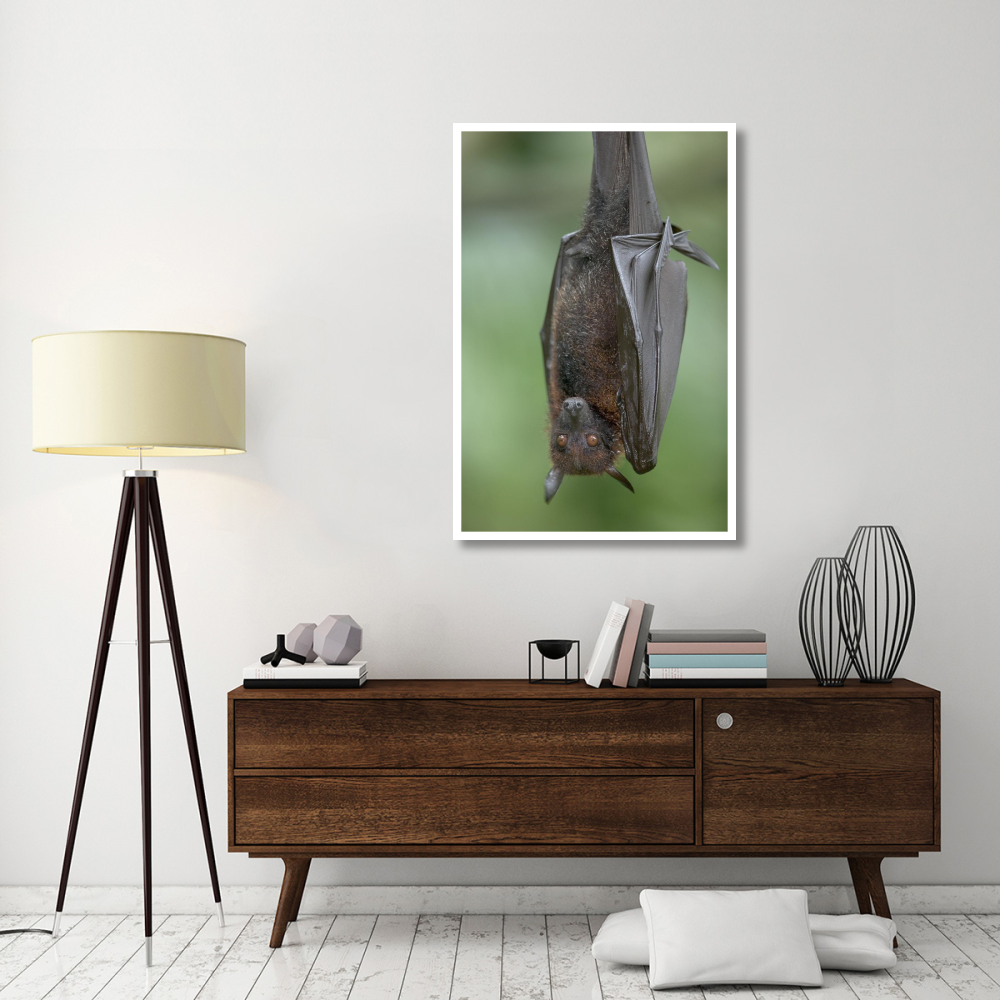 Flying Fox-Paper Art-34&quotx50"
