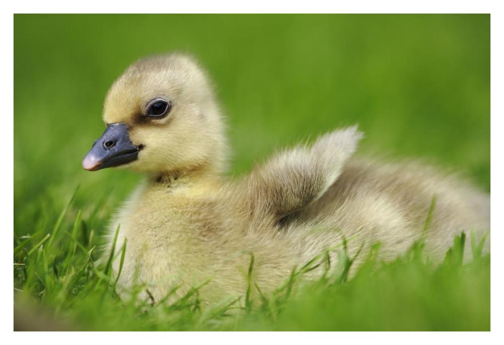 Greylag Goose gosling, Austria-Paper Art-38"x26"