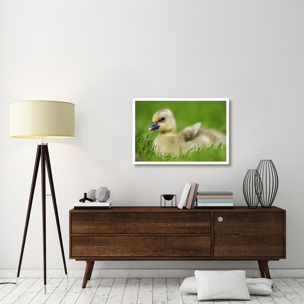 Greylag Goose gosling, Austria-Paper Art-38&quotx26"