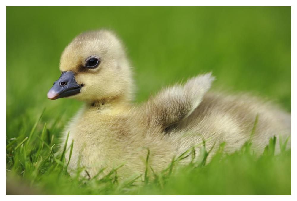 Greylag Goose gosling, Austria-Paper Art-50"x34"