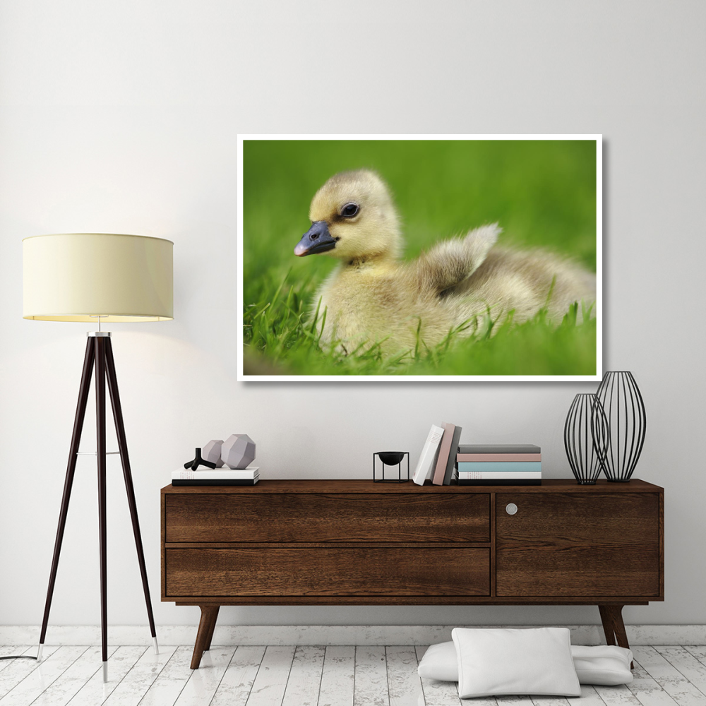 Greylag Goose gosling, Austria-Paper Art-62&quotx42"