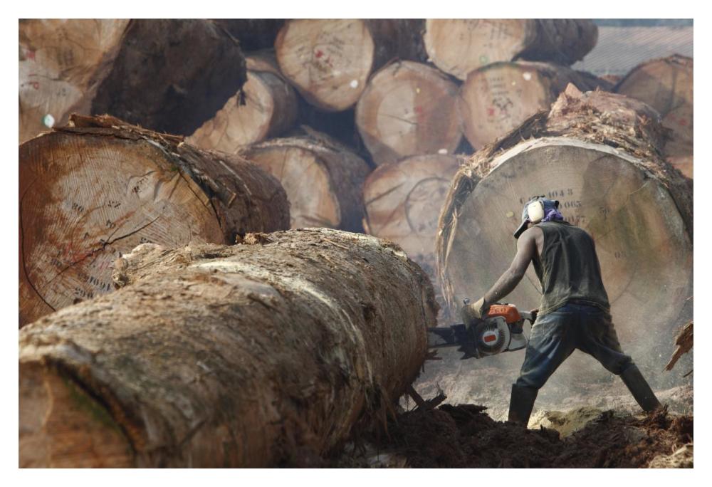 Logger cutting tree trunk, Cameroon-Paper Art-20"x14"