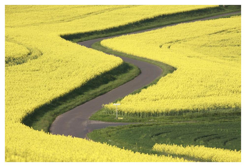 Field Mustard fields and road, France-Paper Art-50"x34"