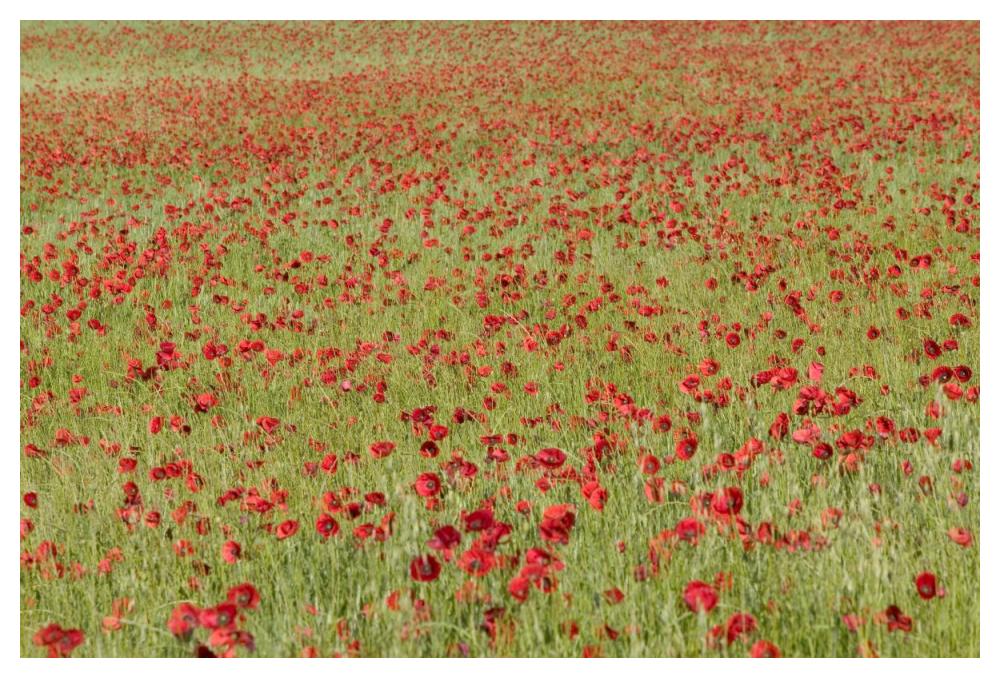 Red Poppy in a cereal field, Yonne, France-Paper Art-50"x34"