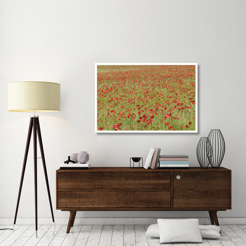 Red Poppy in a cereal field, Yonne, France-Paper Art-50&quotx34"