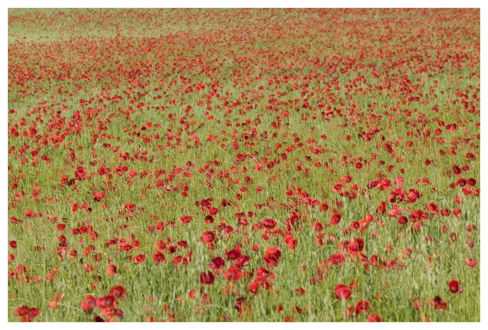 Red Poppy in a cereal field, Yonne, France-Paper Art-62"x42"