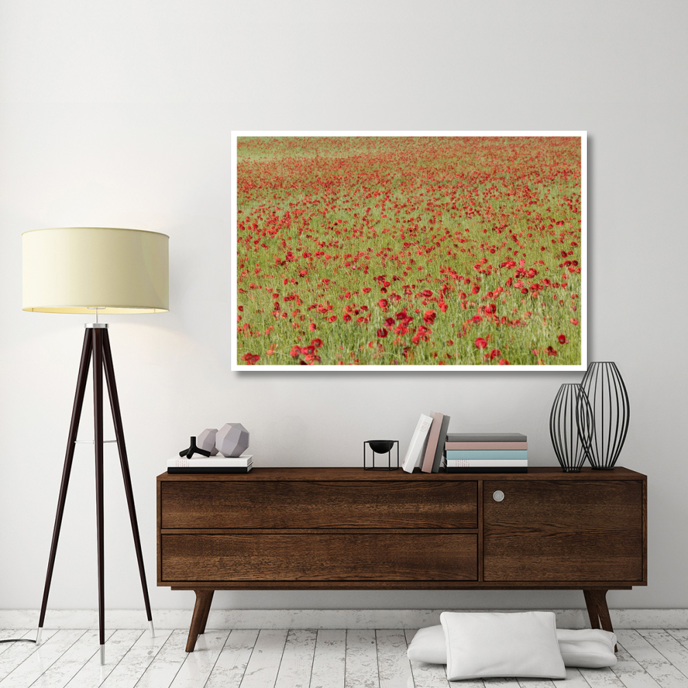 Red Poppy in a cereal field, Yonne, France-Paper Art-62&quotx42"