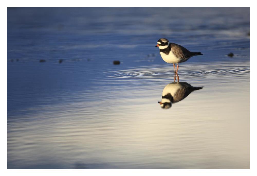Common Ringed Plover, West Fjords, Iceland-Paper Art-20"x14"
