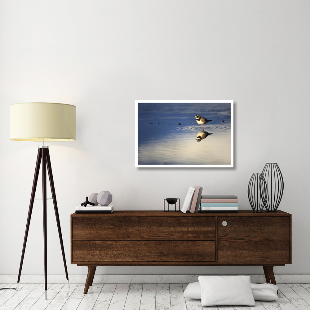 Common Ringed Plover, West Fjords, Iceland-Paper Art-38&quotx26"
