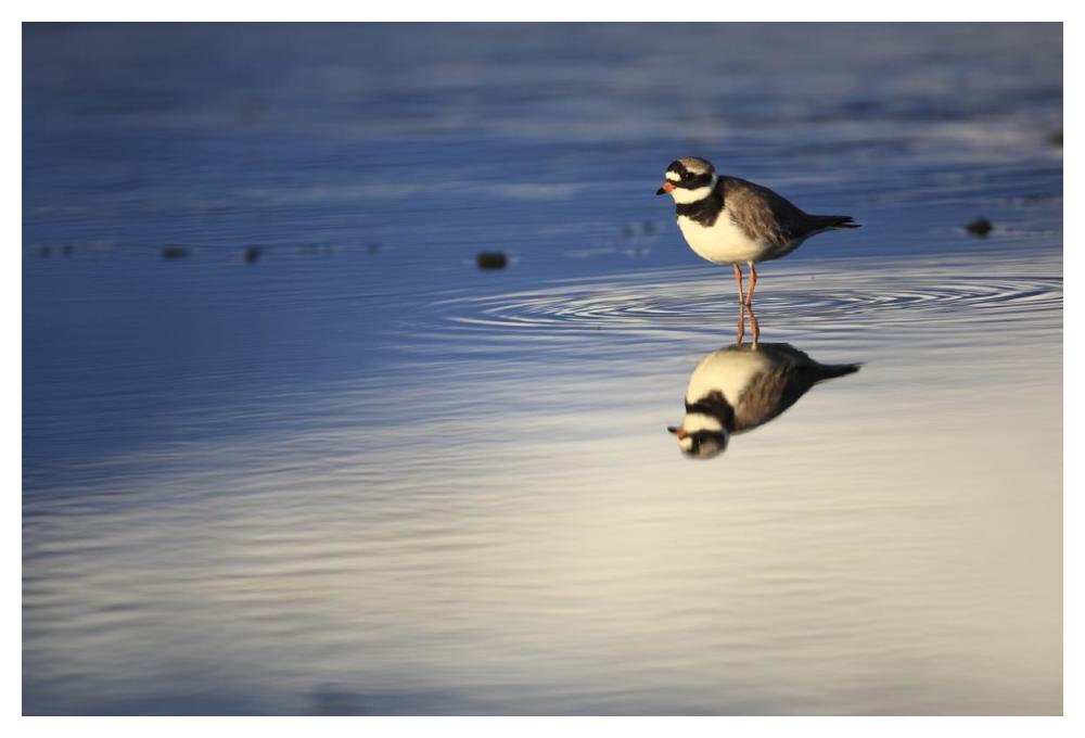 Common Ringed Plover, West Fjords, Iceland-Paper Art-50"x34"