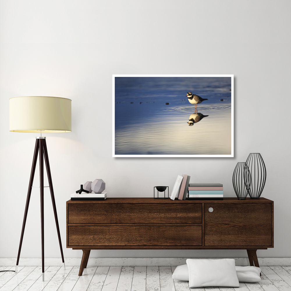 Common Ringed Plover, West Fjords, Iceland-Paper Art-50&quotx34"