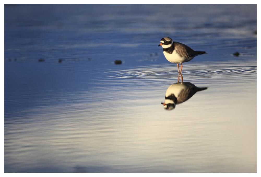 Common Ringed Plover, West Fjords, Iceland-Paper Art-62"x42"