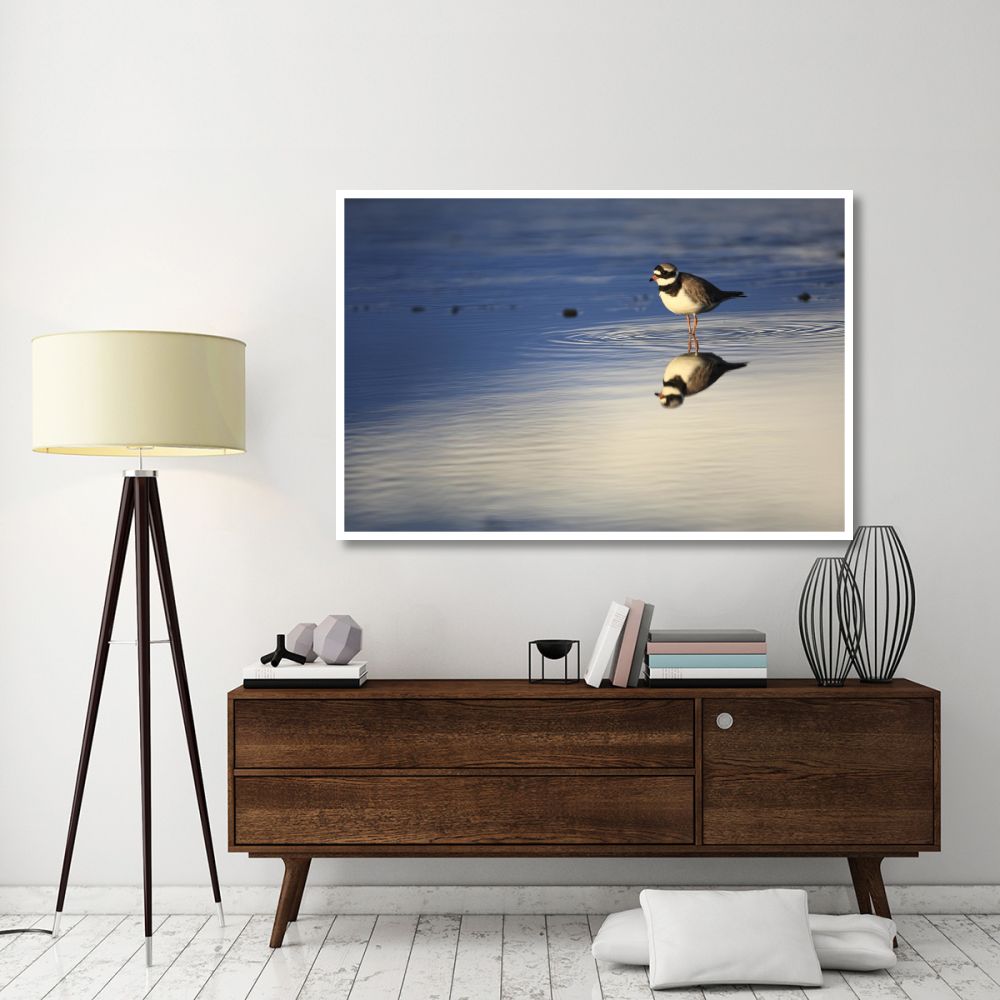 Common Ringed Plover, West Fjords, Iceland-Paper Art-62&quotx42"