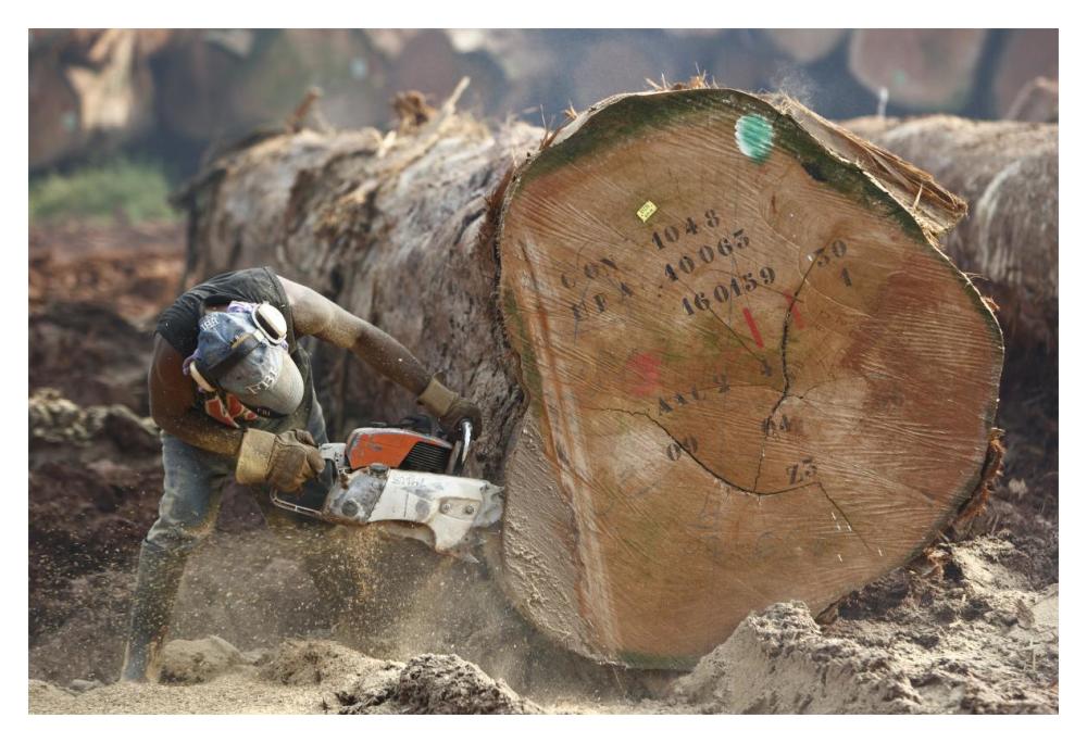 Logger cutting trunk of rainforest tree, Cameroon-Paper Art-20"x14"