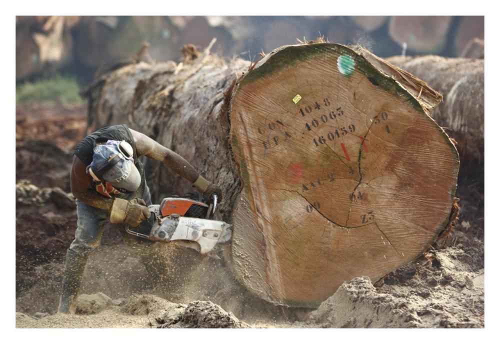 Logger cutting trunk of rainforest tree, Cameroon-Paper Art-32"x22"