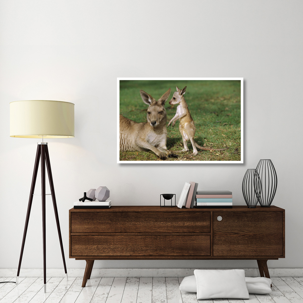 Eastern Grey Kangaroo mother with joey, Australia-Paper Art-50&quotx34"