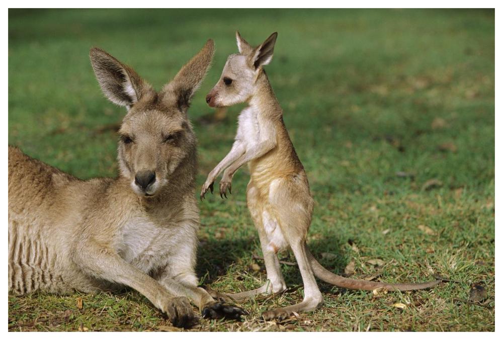 Eastern Grey Kangaroo mother with joey, Australia-Paper Art-62"x42"